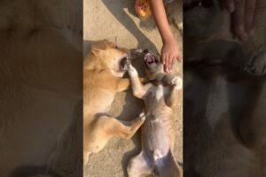 cute puppies playing #puppies #puppy #dog #dogs #dogshorts #cute #cutepuppy #shorts #ytshorts #gaon