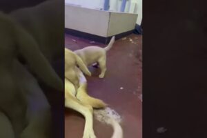 #cute puppies 🤗🤗 #shortvideo 🤗🤗