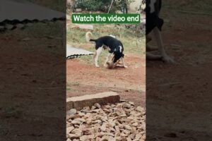 cute puppies#animalslover#travelman🐺🐶