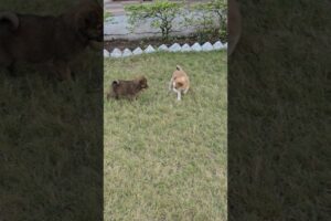 cute puppy viral short video #puppy #viralvideo #cutest #puppies #viral #cutealert #puppypic #short