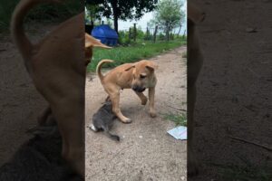 dog and puppy attacks kittens 🐶🐱#dog #cat #puppy #kitten #animals #doglover#catlover