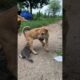 dog and puppy attacks kittens 🐶🐱#dog #cat #puppy #kitten #animals #doglover#catlover