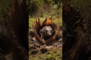 elephant fall in water and man help  #animals #rescue