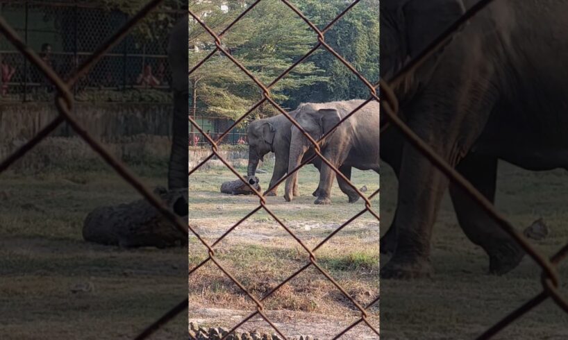 elephant playing with wood #shorts #elephant #trending #viral #youtubeshorts #shortsfeed #animals