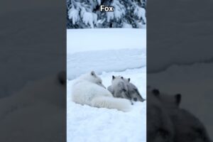 fox playing with her cubs#animals #wildanimals #fox