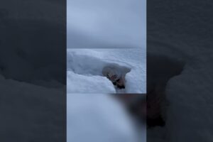 funniest fails of the week try not to laugh!😅#fails #funnyfails #funnymoments #memes #shorts