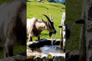 goat drinking and playing with water