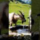 goat drinking and playing with water