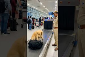 golden retriever who saved an airport from timebomb #dog #cat #rescue  #airport #kpop
