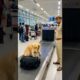 golden retriever who saved an airport from timebomb #dog #cat #rescue  #airport #kpop