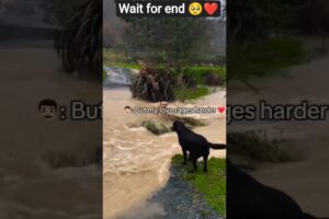 heart warming animal rescue videos #dog #shortsfeed #trending #dogshorts #viral #rescue #savelife