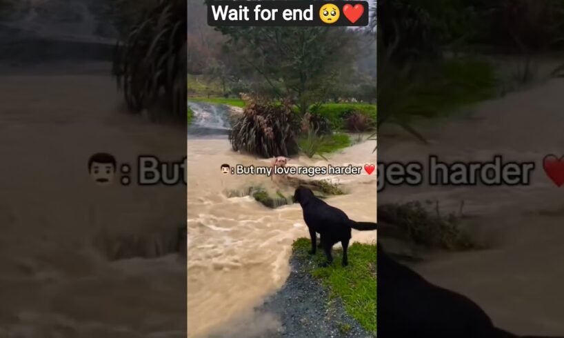 heart warming animal rescue videos #dog #shortsfeed #trending #dogshorts #viral #rescue #savelife