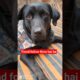 honey follow trend 📈#labrahoney #goldenretriever #petlover #pets #love #cute #viral #shortvideo ❤️❤️