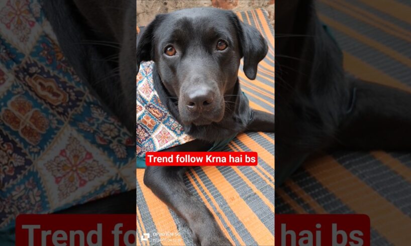 honey follow trend 📈#labrahoney #goldenretriever #petlover #pets #love #cute #viral #shortvideo ❤️❤️