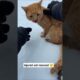 injured cat rescued in road side 😔😭💔