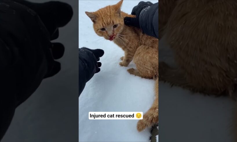 injured cat rescued in road side 😔😭💔
