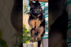 labrador puppy retriever puppies#animal life #shotfeed #shorts #catmeowarea ​⁠​⁠