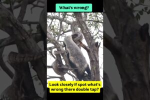 look nearly can spot animal fights there? #animal #fighting #animalfighting #uk #usa #wildanimalfigh