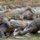 massive buffalo vs. komodo clan: the bloody mud pit battle | animal fights