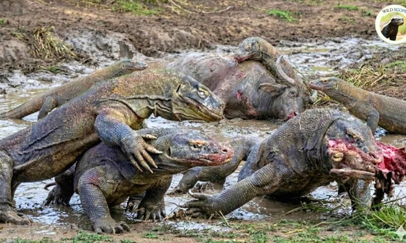massive buffalo vs. komodo clan: the bloody mud pit battle | animal fights