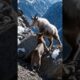 mountain cat playing with mountain goat #wildlife #animalattack #animals