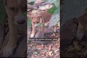 mummy dog🐶cute puppies🥰 dog lover#animal#animal lover#shorts#trending#viral#video#s short#video#post