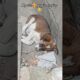 my cutest puppies very loved moments #shorts #dogshorts #love #petsvlog #animals #sad