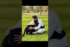 playing with my love | black panther | lion | panther | tiger | animals |#youtubeshorts #shorts