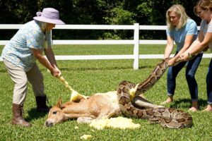 rescue animal :Brave Grandmother and Neighbors Rescue Foal from Giant Python