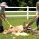 rescue animal :Brave Grandmother and Neighbors Rescue Foal from Giant Python