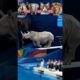 rhino vs elephant vs cat vs lion #animalolympics #jumpdive #olympics #wildanimals