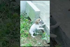 scared puppy 🥺❤️ #dog #puppy