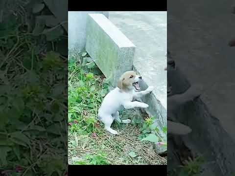 scared puppy 🥺❤️ #dog #puppy