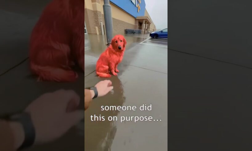 someone painted this dog... i had to do something