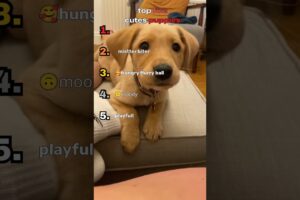 top 5 cutest puppies #puppies #top5 #cuteanimals #cutepuppy #fyp #animals #dogs #RankUp_daily#shorts