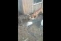 two Pit bulls catching a fox for attacking Chicken Coop