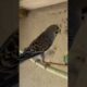 #viral #birds #coqueirinho #pets #parrot #coleirosolto #video#budgies #budgies#petsfofinhos#animals