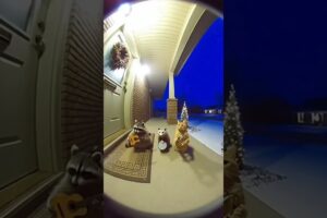 Компания зверей играет музыку вечером 🎶🐾 | A group of animals playing music at night 🌙