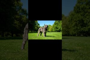 جراء ضريفا حيوانات لطيفه  كلاب تلعب   Cute puppies, sweet animals, playing dogs #heavens #duet #baby