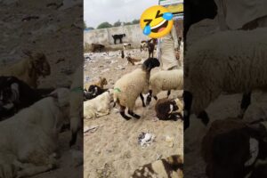 كبش صحراوي يركض ويلعب داخل مزرعة الأغنام في مشهد طبيعي #animals #goat #shorts