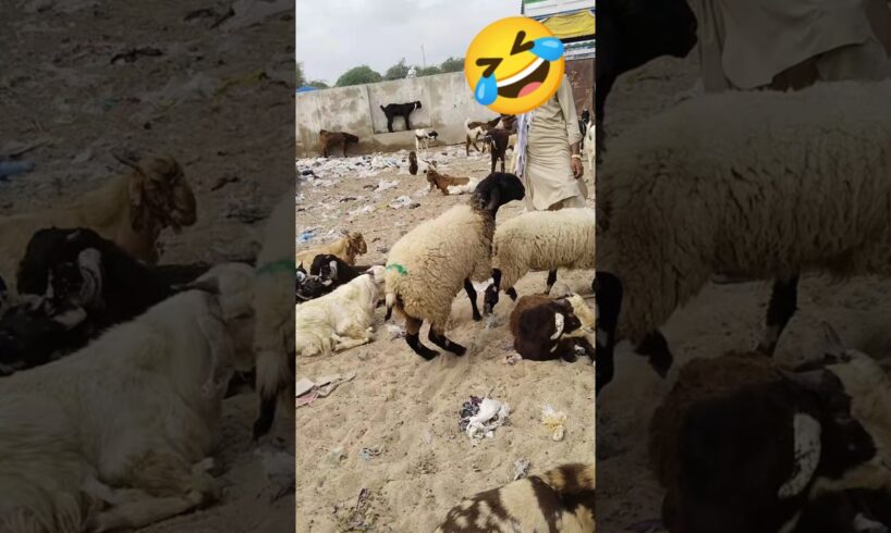 كبش صحراوي يركض ويلعب داخل مزرعة الأغنام في مشهد طبيعي #animals #goat #shorts