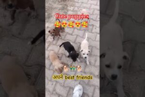 अपने best friends🐕 #trending👬 #cute puppies🐕 #shorts🥰 #shortsfeed 😍