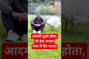 आदमी दुखी होता, तो हंस आकर पास में बैठ जाता ! #animals #animalrescue   #wildlife #swan #shorts