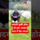 आदमी दुखी होता, तो हंस आकर पास में बैठ जाता ! #animals #animalrescue   #wildlife #swan #shorts