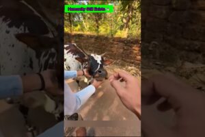 एक खामोश पुकार और इंसान की मेहरबानी🐄😭 #animal #animals #animallovers #animalrescue #cow