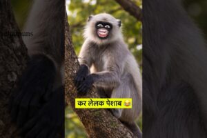 कर ललक पेशाब 😂🤣 #thetharpuns #heharpuns #funny #duck