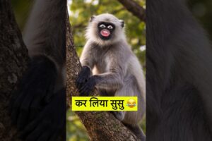 कर लिया सूसू #funny #comedy #thetharpuns #shilpisaroja