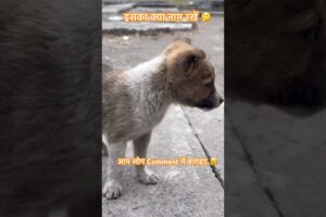 कोई इसका नाम पसंद करो 🥰👉🏾 #shorts #cute #puppy #dog #bark