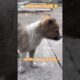 कोई इसका नाम पसंद करो 🥰👉🏾 #shorts #cute #puppy #dog #bark