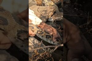 खेतों में काम कर रहे किसानों का सामना हुआ भारत देश के सबसे ख़तरनाक रसैल वाइपर सांप से